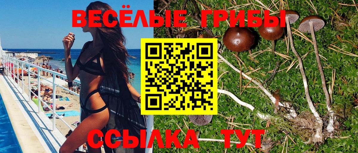 Галлюциногенные грибы Psilocybe  Горячий Ключ 