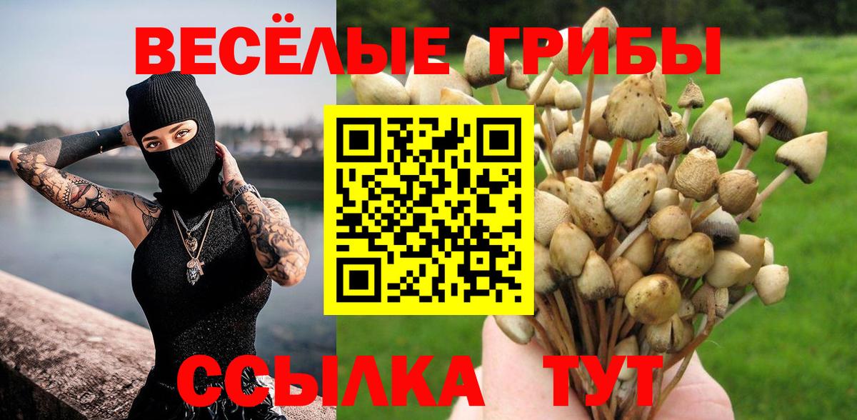 Галлюциногенные грибы Psilocybine cubensis Горячий Ключ